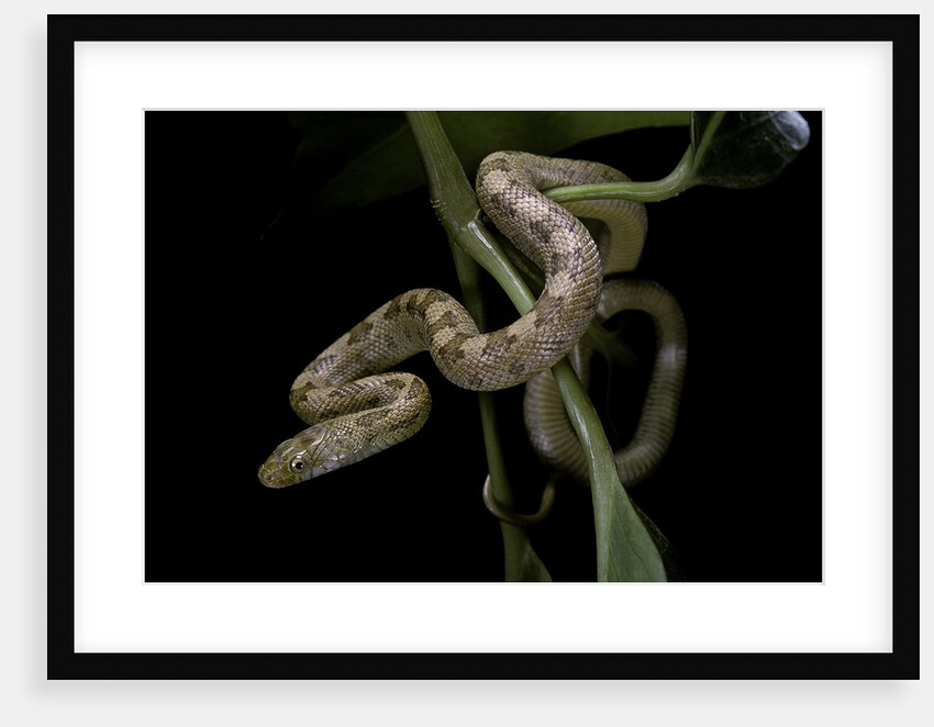Elaphe obsoleta quadrivittata (yellow rat snake) by Anonymous