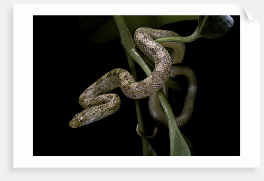Elaphe obsoleta quadrivittata (yellow rat snake) by Anonymous