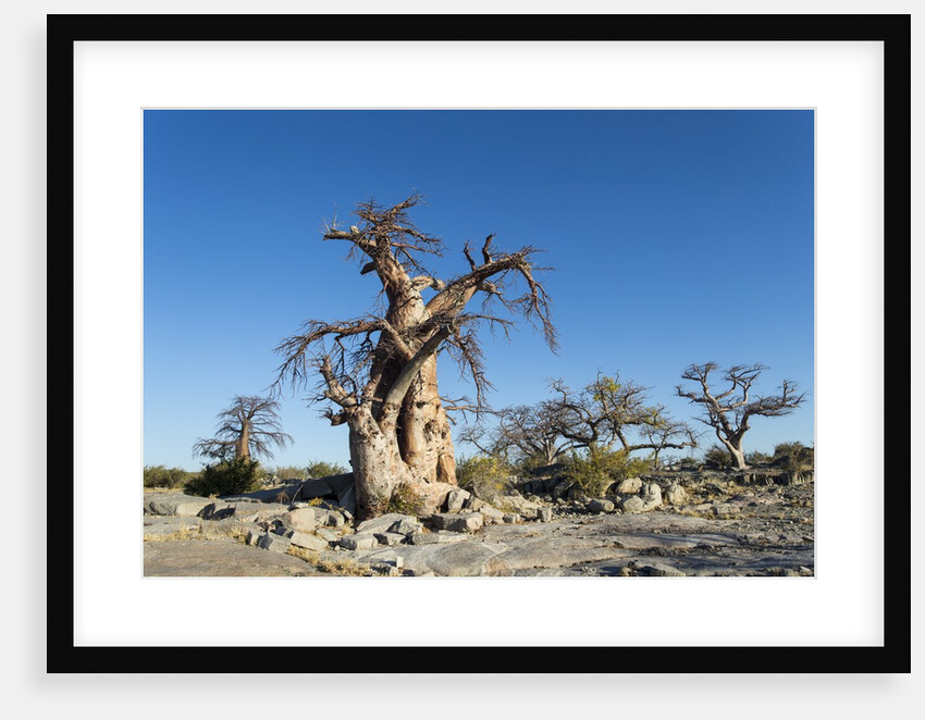 Baobab Trees, Kubu Island, Botswana by Anonymous