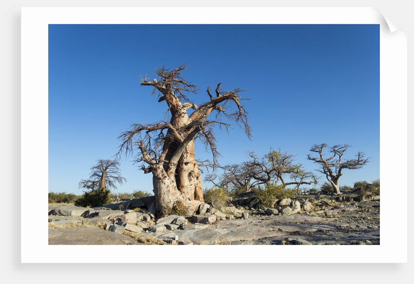 Baobab Trees, Kubu Island, Botswana by Anonymous