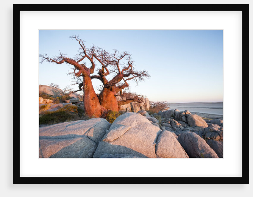 Baobab Tree at Dawn, Kubu Island, Botswana by Anonymous