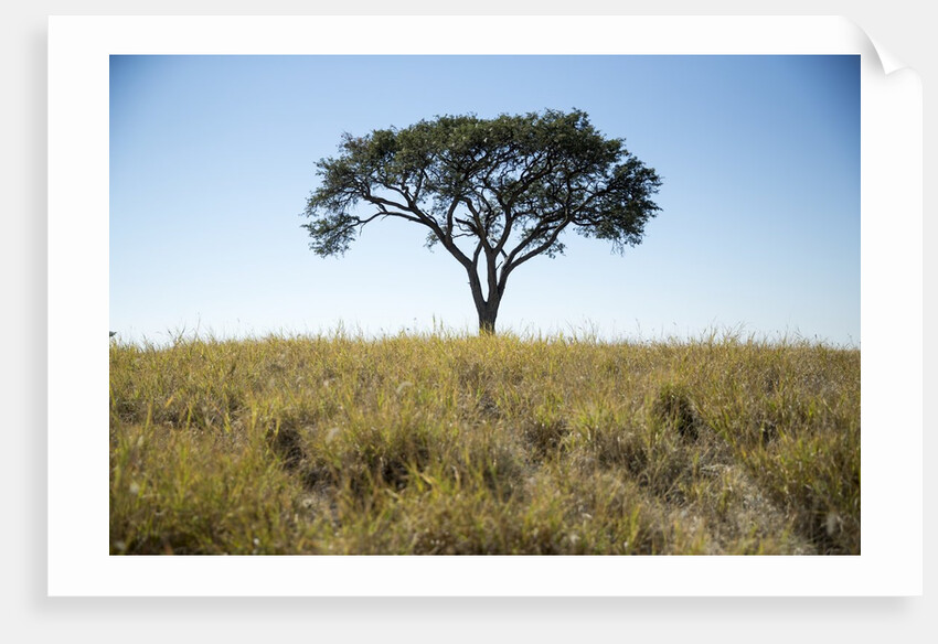 Acacia Tree, Makgadikgadi Pan, Botswana by Anonymous