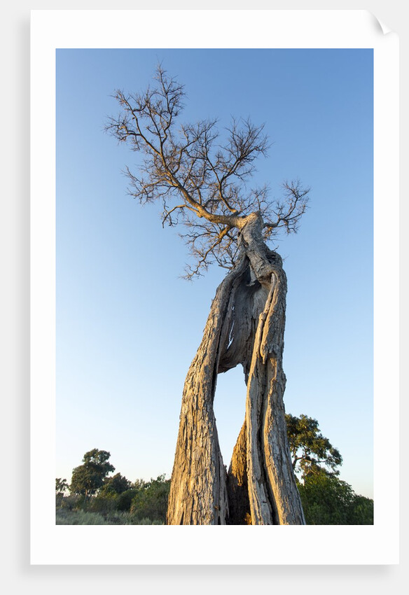 Acacia Tree at Sunset, Moremi Game Reserve, Botswana by Anonymous