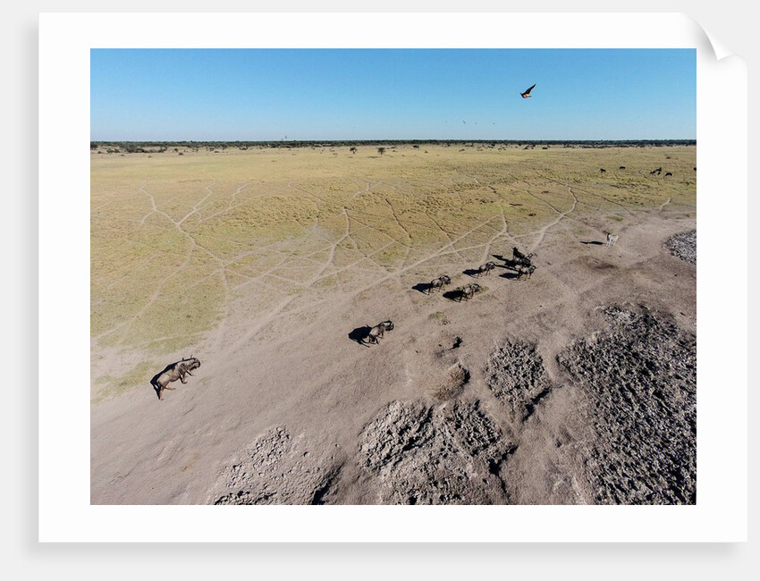 Aerial View of Wildebeest, Khama Rhino Reserve by Anonymous