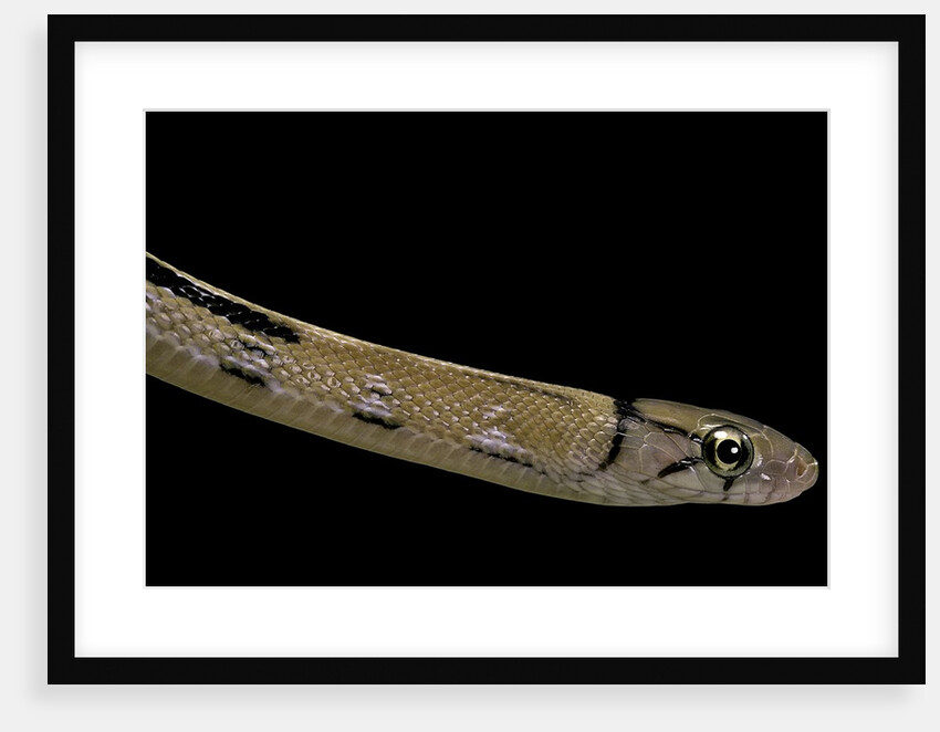 Elaphe radiata (Copperhead rat snake) by Anonymous