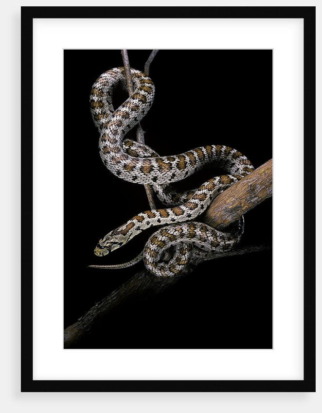 Elaphe situla (leopard snake) by Anonymous