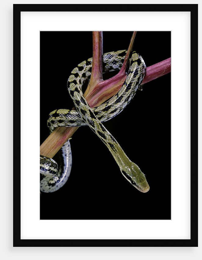 Elaphe taeniura friesi (Taiwan beauty snake) by Anonymous