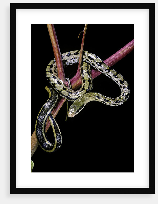 Elaphe taeniura friesi (Taiwan beauty snake) by Anonymous