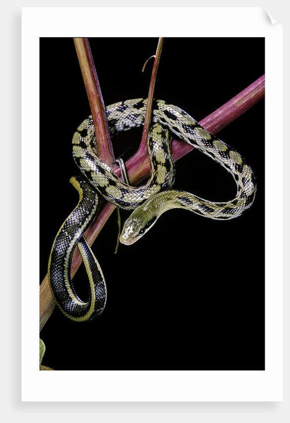 Elaphe taeniura friesi (Taiwan beauty snake) by Anonymous