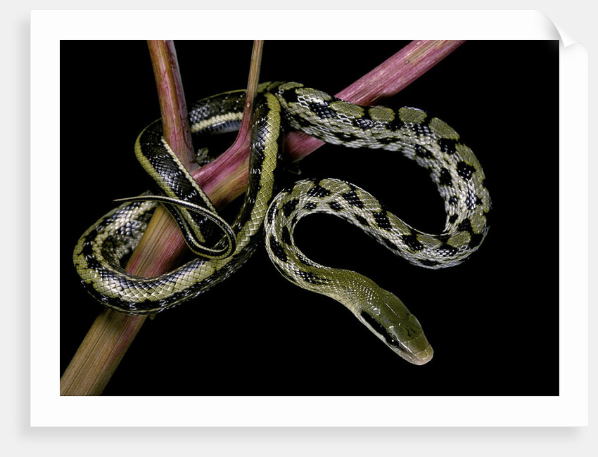Elaphe taeniura friesi (Taiwan beauty snake) by Anonymous