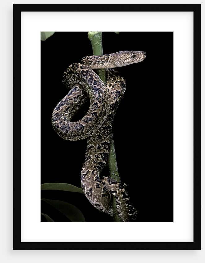 Epicrates angulifer (slender boa, Cuba tree boa) by Anonymous