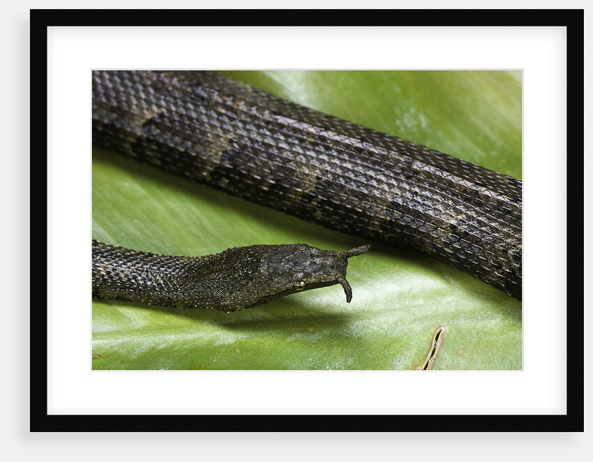 Erpeton tentaculatum (tentacled snake) by Anonymous