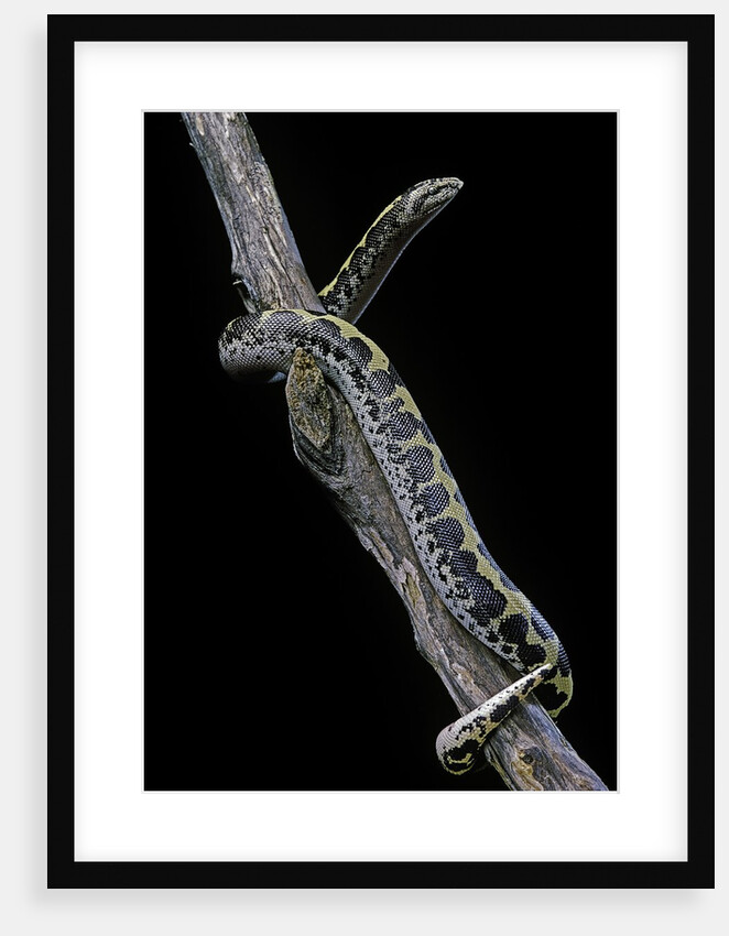 Eryx colubrinus loveridgei (sand boa) by Anonymous