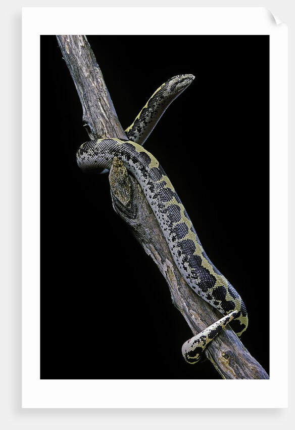 Eryx colubrinus loveridgei (sand boa) by Anonymous