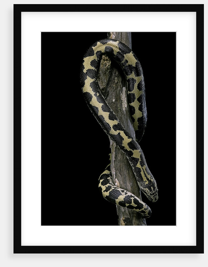 Eryx colubrinus loveridgei (sand boa) by Anonymous