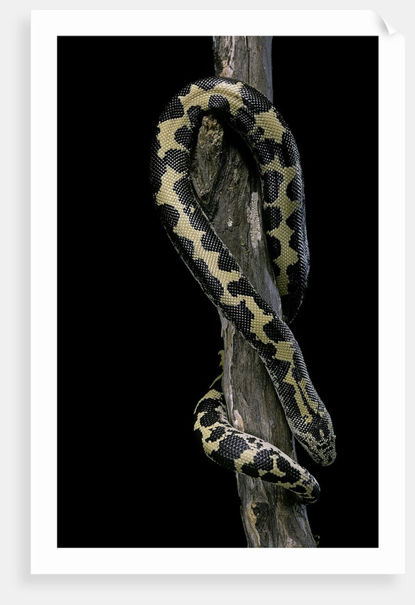 Eryx colubrinus loveridgei (sand boa) by Anonymous