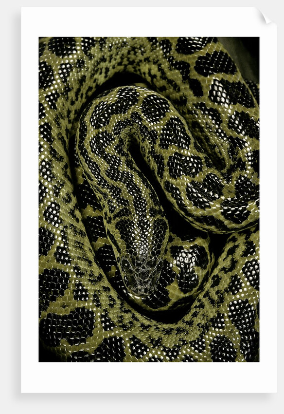 Eunectes notaeus (yellow anaconda) by Anonymous
