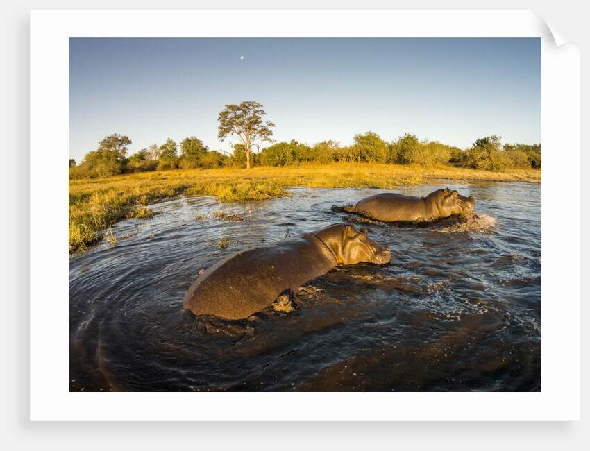 Aerial View of Hippopotamus at Sunset, Moremi Game Reserve, Botswana by Anonymous