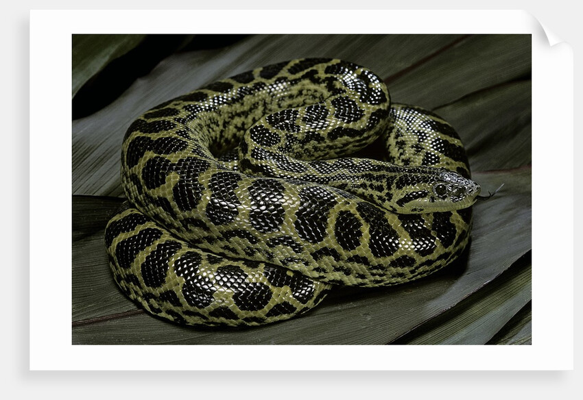 Eunectes notaeus (yellow anaconda) by Anonymous