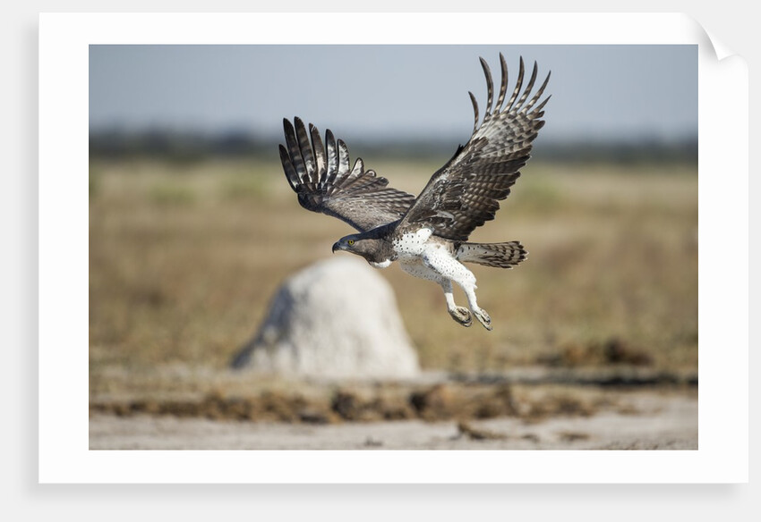 Martial Eagle, Nxai Pan National Park, Botswana by Anonymous