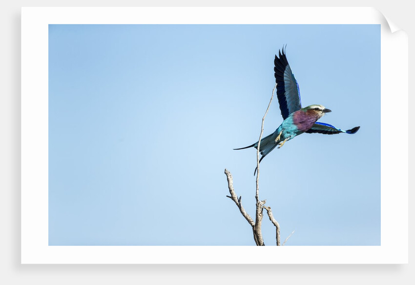 Lilac Breasted Roller, Moremi Game Reserve, Botswana by Anonymous