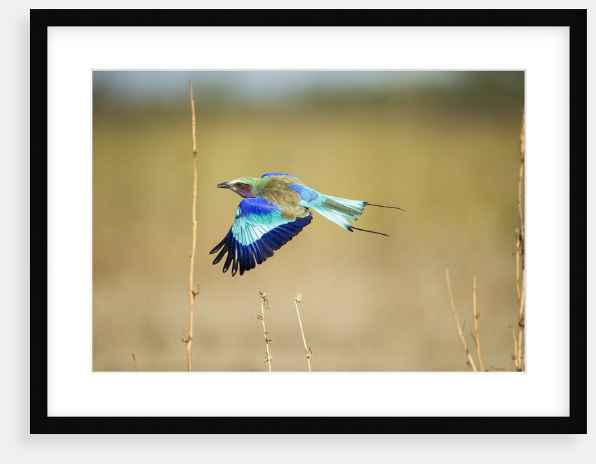 Lilac Breasted Roller, Chobe National Park, Botswana by Anonymous