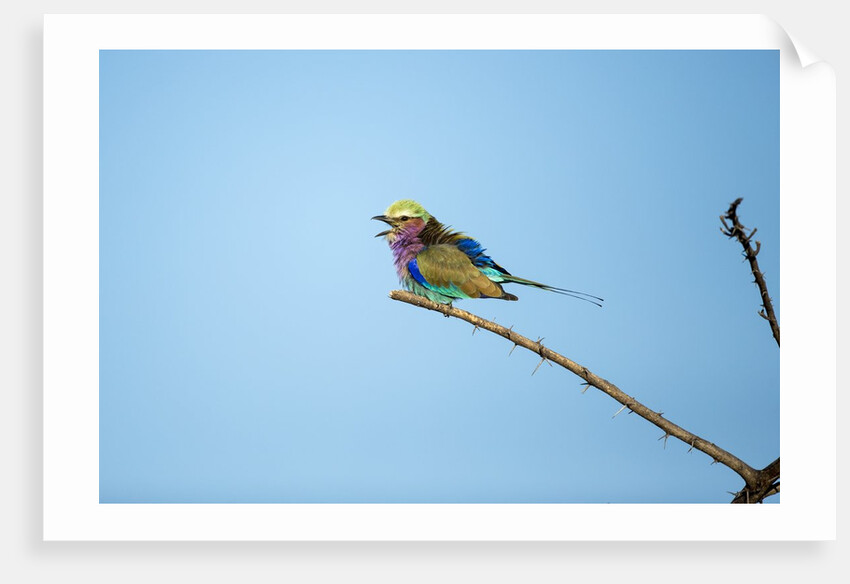 Lilac Breasted Roller, Chobe National Park, Botswana by Anonymous