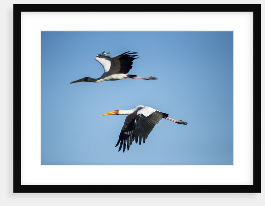 Yellow Billed Storks, Moremi Game Reserve, Botswana by Anonymous