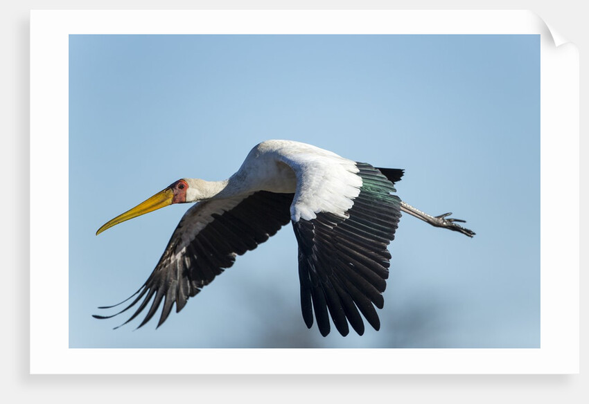 Yellow Billed Stork, Moremi Game Reserve, Botswana by Anonymous