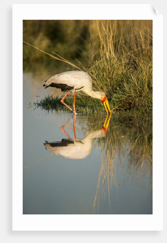 Yellow Billed Stork, Moremi Game Reserve, Botswana by Anonymous