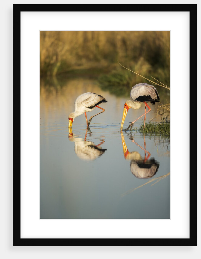 Yellow Billed Storks, Moremi Game Reserve, Botswana by Anonymous