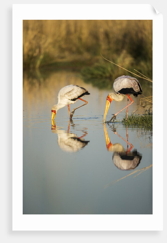 Yellow Billed Storks, Moremi Game Reserve, Botswana by Anonymous