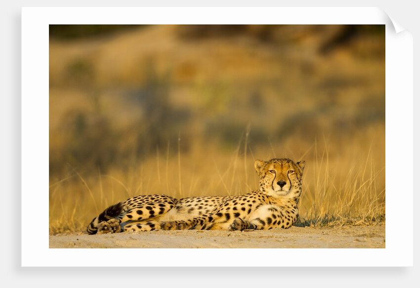 Cheetah, Moremi Game Reserve, Botswana by Anonymous