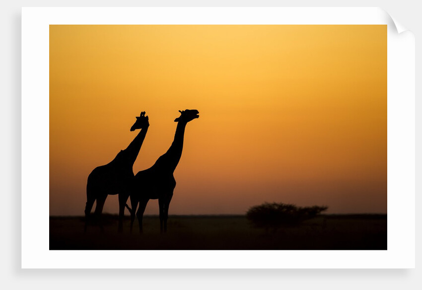 Giraffes, Nxai Pan National Park, Botswana by Anonymous