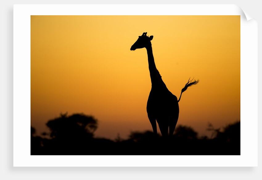 Giraffe, Nxai Pan National Park, Botswana by Anonymous