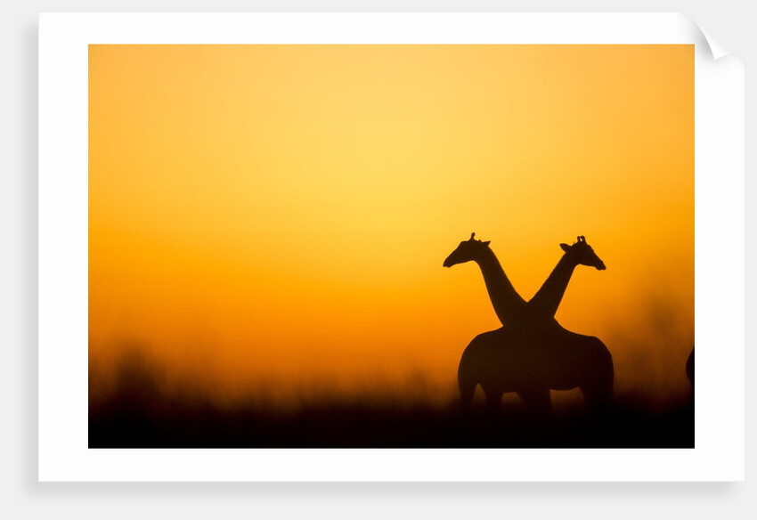 Giraffes, Nxai Pan National Park, Botswana by Anonymous