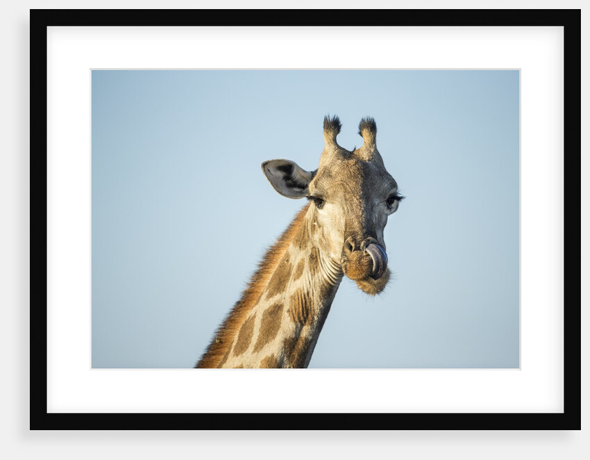 Giraffe, Moremi Game Reserve, Botswana by Anonymous
