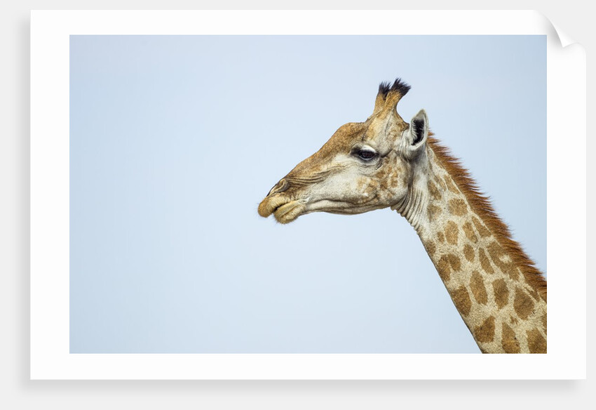 Giraffe, Moremi Game Reserve, Botswana by Anonymous