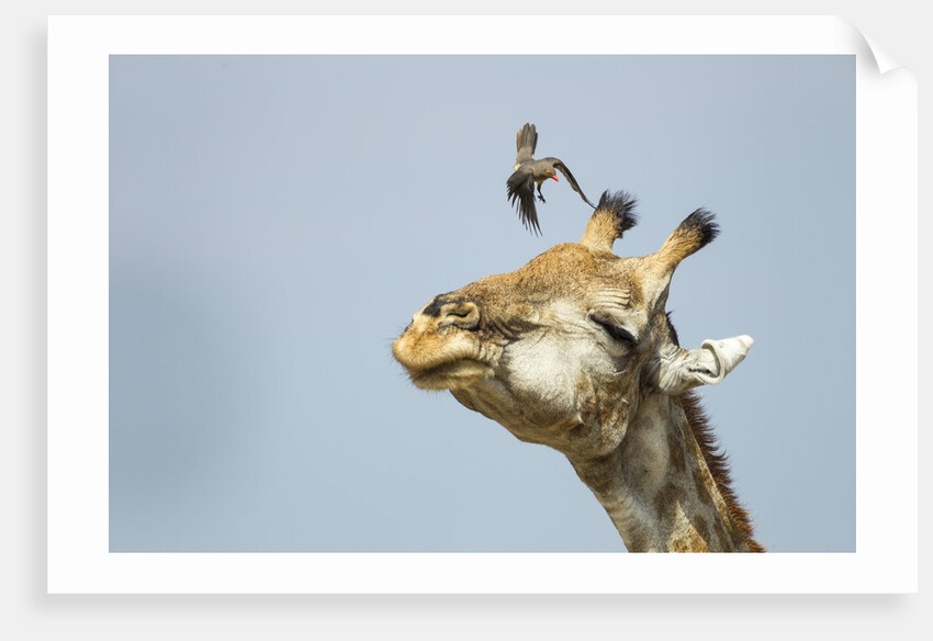 Giraffe and Pesky Bird, Moremi Game Reserve, Botswana by Anonymous
