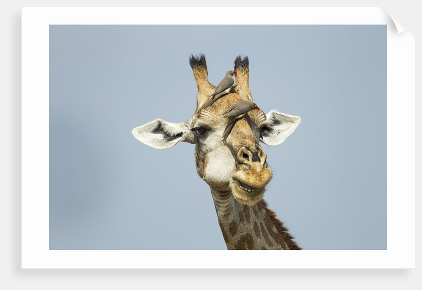 Giraffe and Red-Billed Oxpeckers, Moremi Game Reserve, Botswana by Anonymous