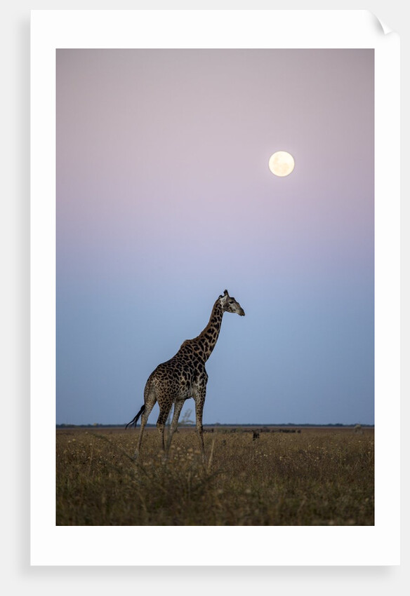 Giraffe and Moonrise, Chobe National Park, Botswana by Anonymous