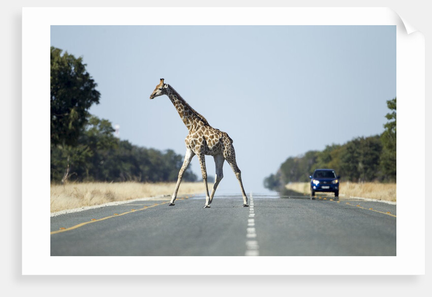 Giraffe Crossing Highway, Kasane, Botswana by Anonymous