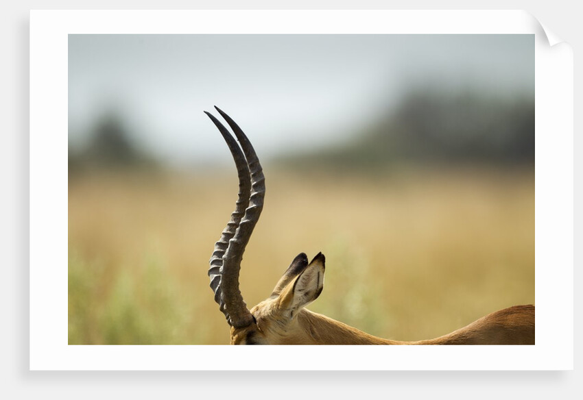 Impala Horns, Moremi Game Reserve, Botswana by Anonymous