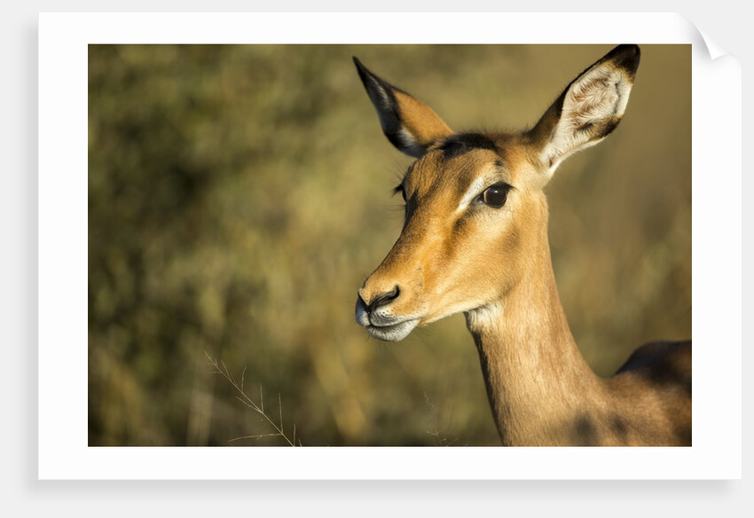 Impala, Moremi Game Reserve, Botswana by Anonymous