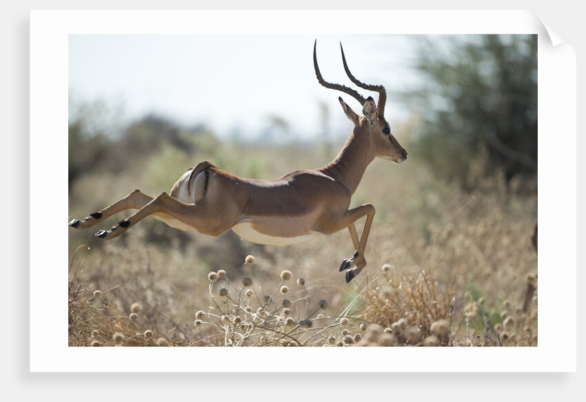 Leaping Impala, Moremi Game Reserve, Botswana by Anonymous