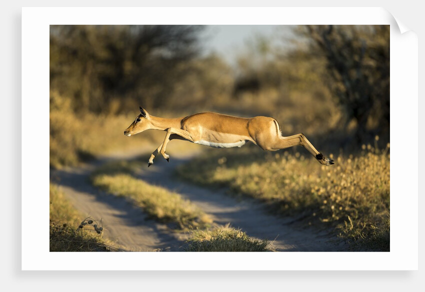 Leaping Impala, Moremi Game Reserve, Botswana by Anonymous