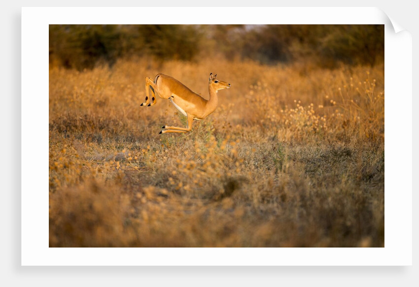 Leaping Impala, Moremi Game Reserve, Botswana by Anonymous
