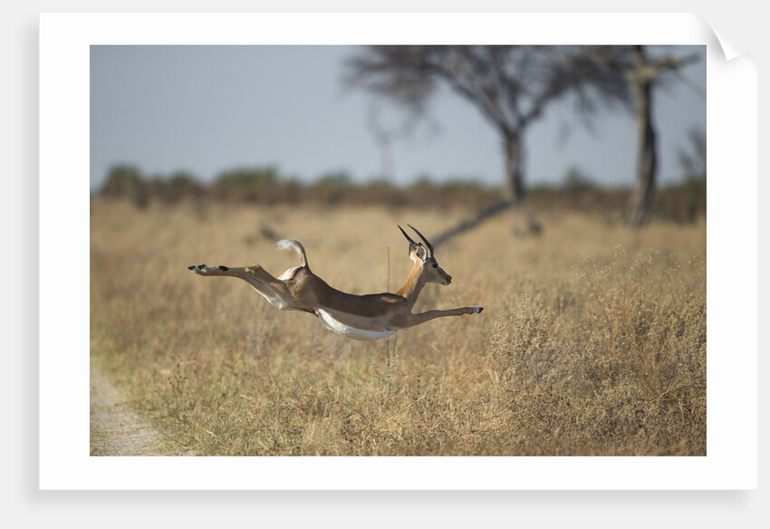 Leaping Impala, Moremi Game Reserve, Botswana by Anonymous