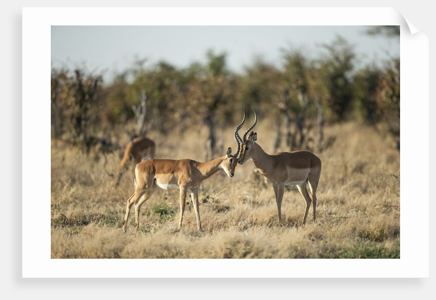 Male and Female Impala, Chobe National Park,Botswana by Anonymous