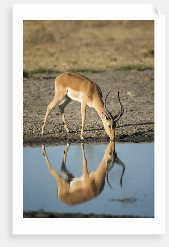Male Impala Drinking, Chobe National Park,Botswana by Anonymous